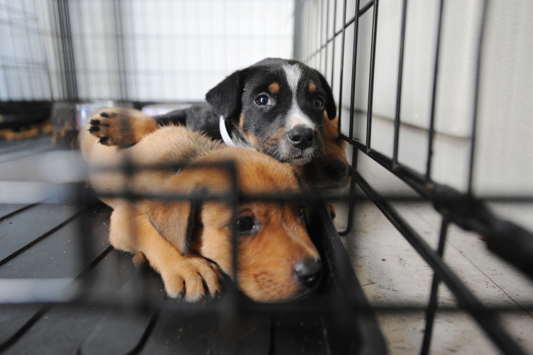 Two dogs in a shelter.